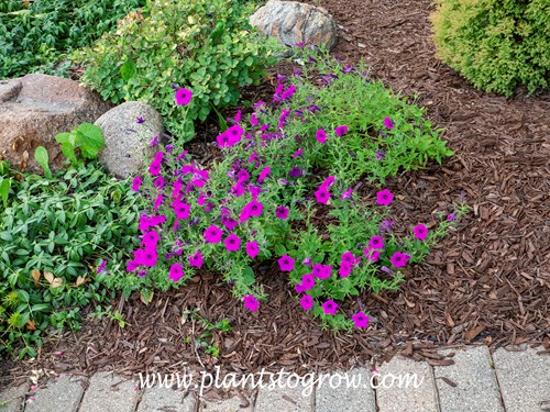 Violet-flowered Petunia (Petunia integrifolia) 
This plant was pinched to help matian shape.